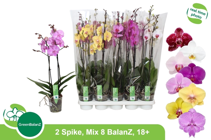 <h4>PHAL GEM</h4>