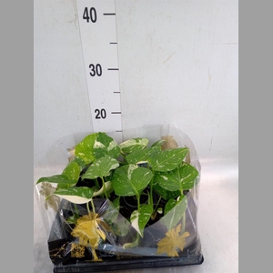 Monstera delic. 'Thai Constellatio'