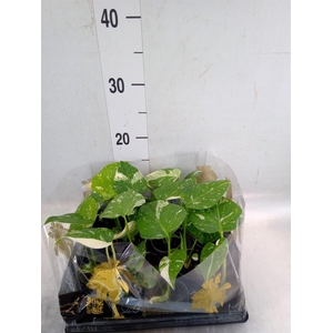 Monstera delic. 'Thai Constellatio'