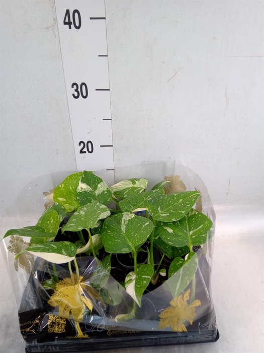 <h4>Monstera delic. 'Thai Constellatio'</h4>