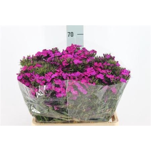 Di Barb Neon Purple X50