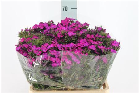 Di Barb Neon Purple X50