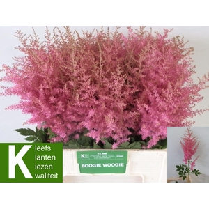 ASTIL AR BOOG WOOGIE