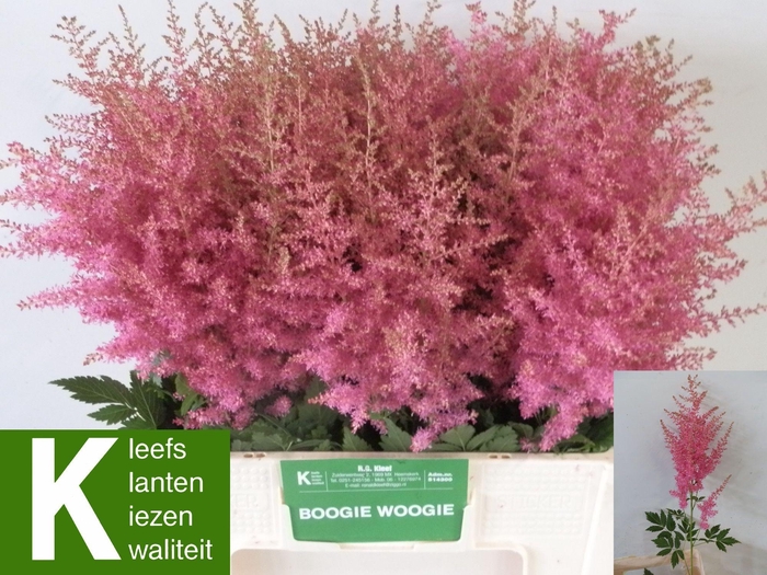 <h4>ASTIL AR BOOG WOOGIE</h4>