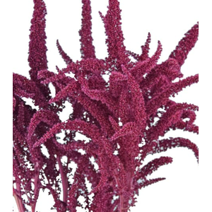 AMARANTHUS VINHO