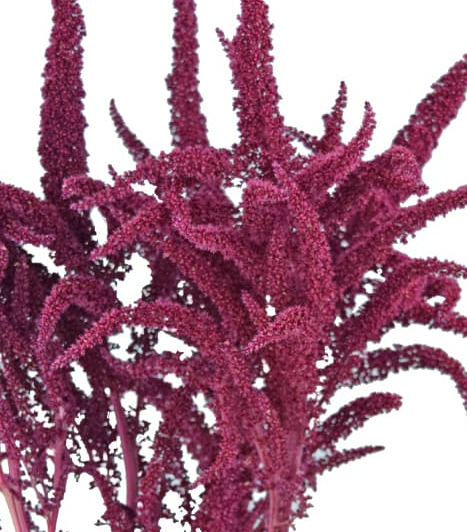 <h4>AMARANTHUS VINHO 070 CM ROXO</h4>