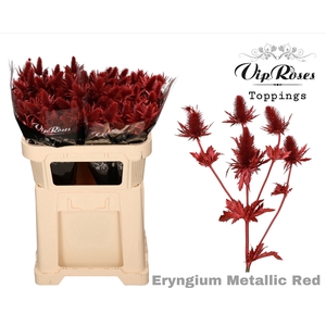 ERYNGIUM SUPERNOVA METALLIC RED 70cm