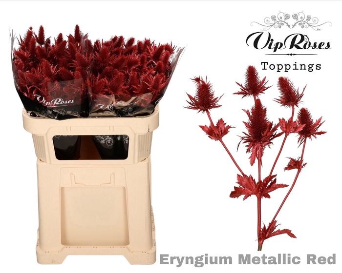 <h4>Eryngium Supernova Metallic Red L60cm</h4>