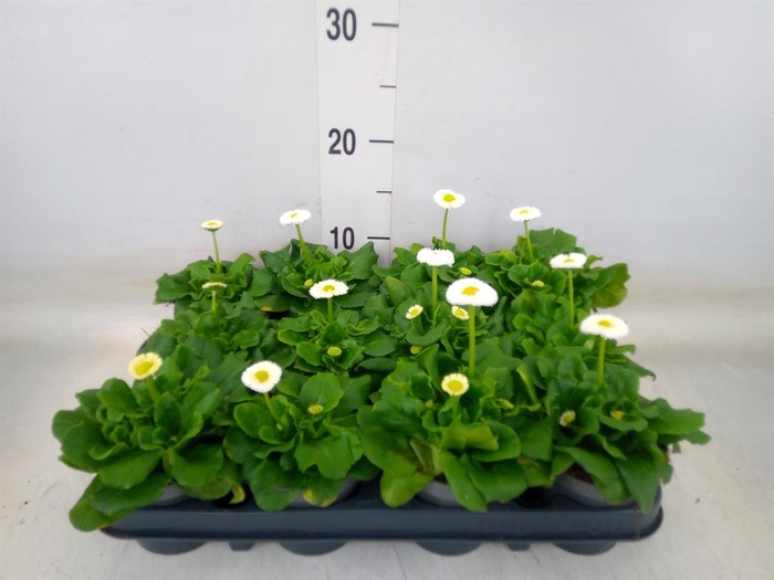 <h4>Bellis perennis</h4>