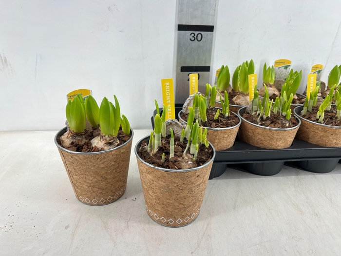 <h4>ARR BOL KNOLGEWAS</h4>