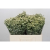 Limonium China White