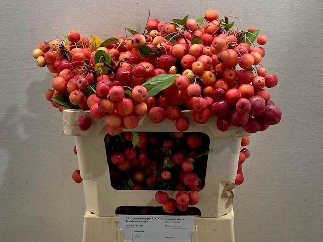 <h4>MALUS RED SENTINEL</h4>