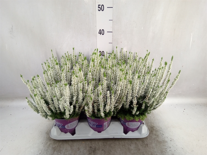 <h4>Calluna vulg. 'Beauty L Veronique'</h4>