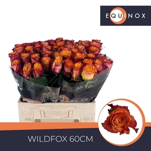 Rosa large flowered Wildfox