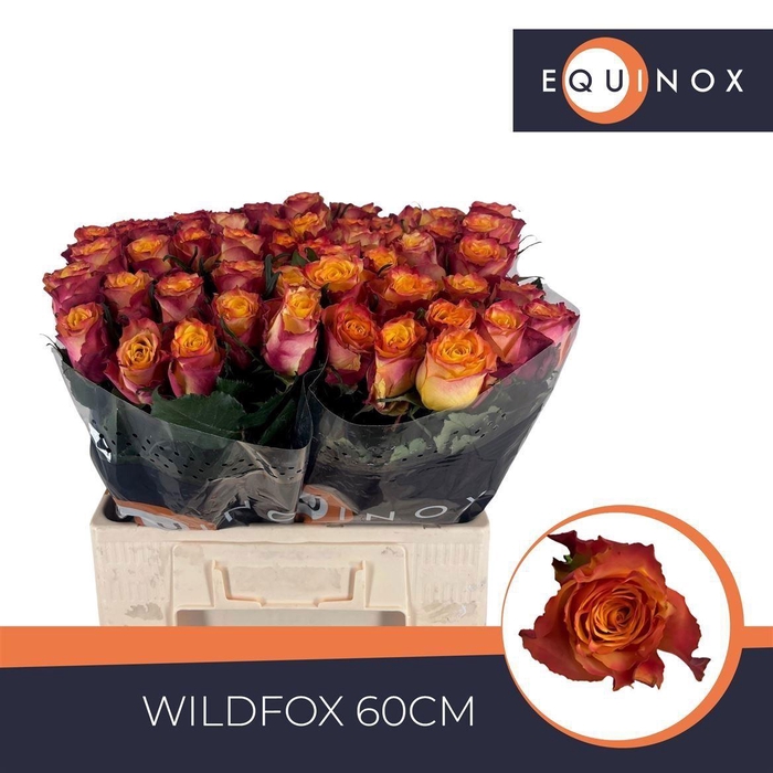 <h4>Rosa a grande fleur Wildfox</h4>