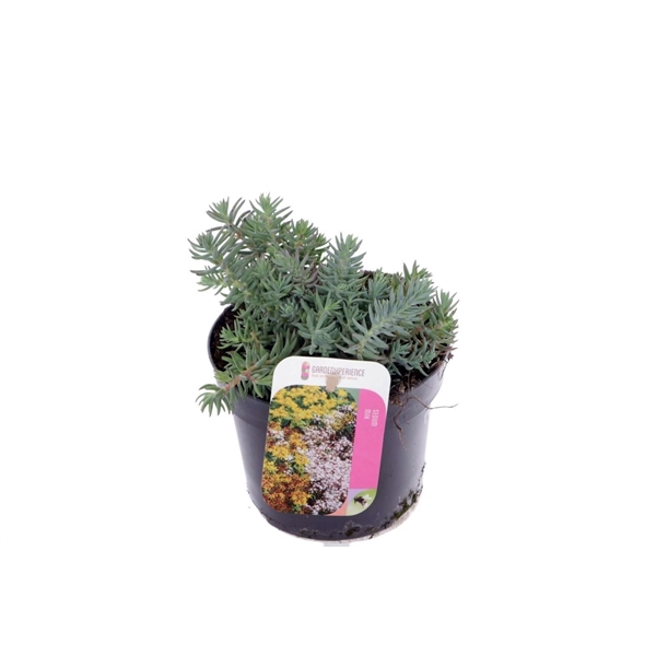 <h4>Sedum reflexum</h4>