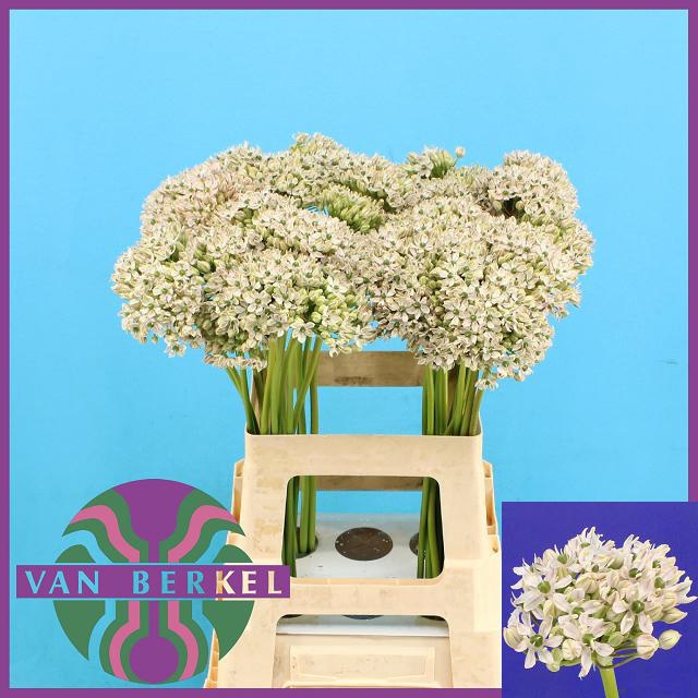<h4>ALLIUM NIGRUM</h4>