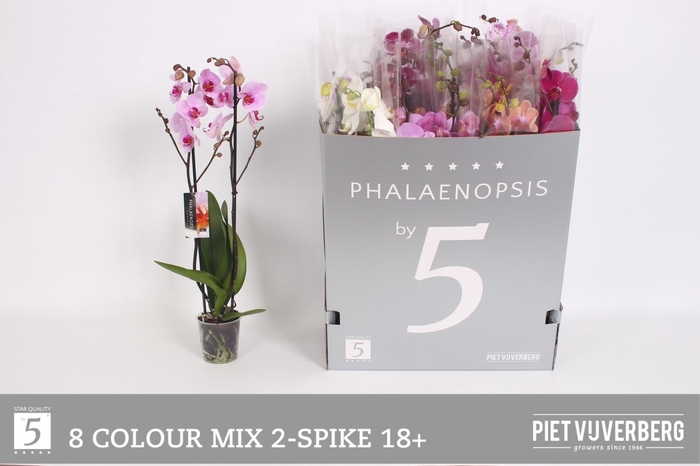 <h4>PHAL GEM 8 KL</h4>