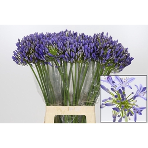 AGAPANTHUS FU 'ATLANTIC OCEAN'