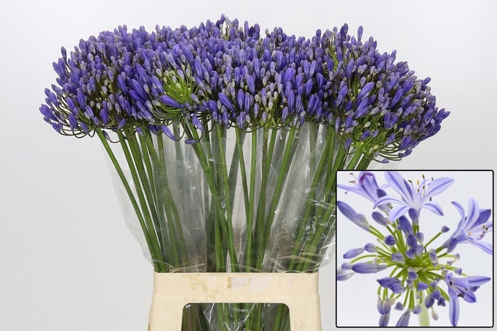 <h4>AGAPANTHUS FU 'ATLANTIC OCEAN'</h4>