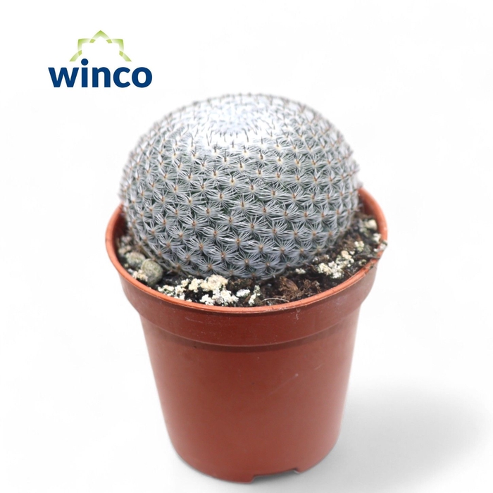 <h4>Mammillaria Microthele Superfina</h4>