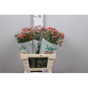 Ran Magical Salmousse