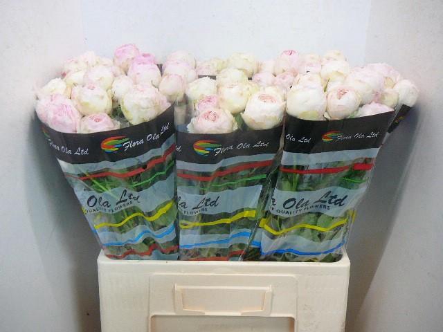 <h4>R TR MANSFIELD PARK</h4>