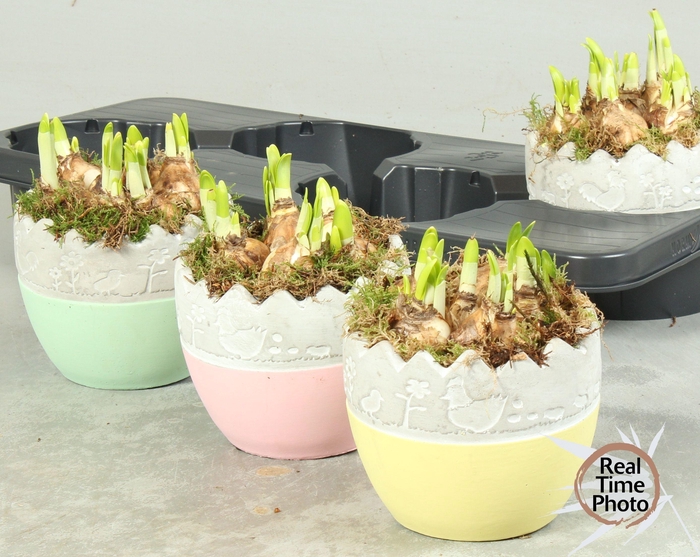 <h4>ARR NARCISSUS</h4>