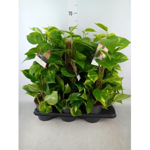 Epipremnum pinn.   ...moss stick