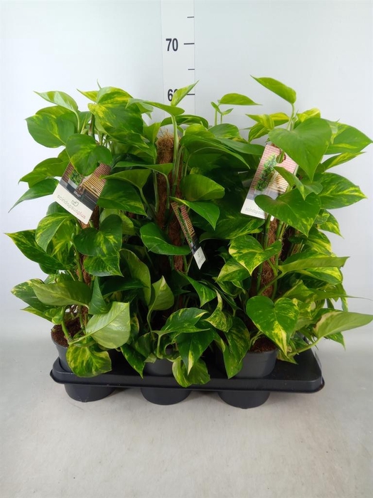 <h4>Epipremnum pinn.   ...moss stick</h4>