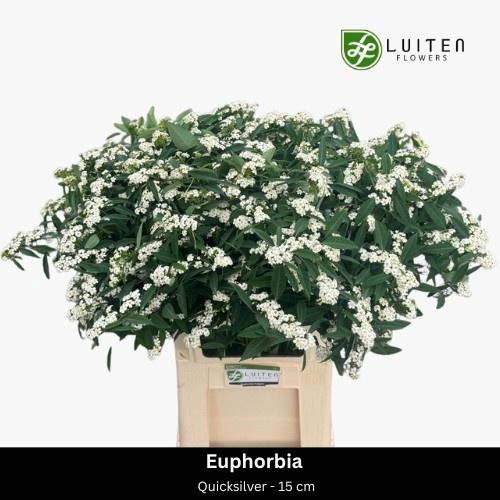 <h4>EUPH F T QUICKSILVER</h4>