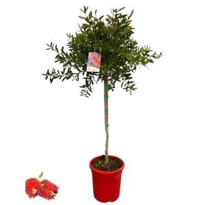 Callistemon citrinus 'Splendens' - op stam