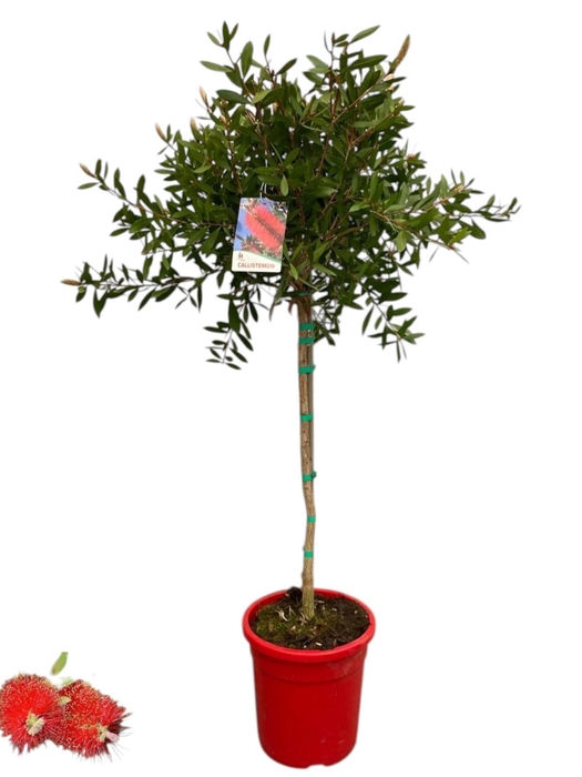 <h4>Callistemon citrinus 'Splendens' - op stam</h4>