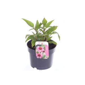 Echinacea purp. Sombrero Rose