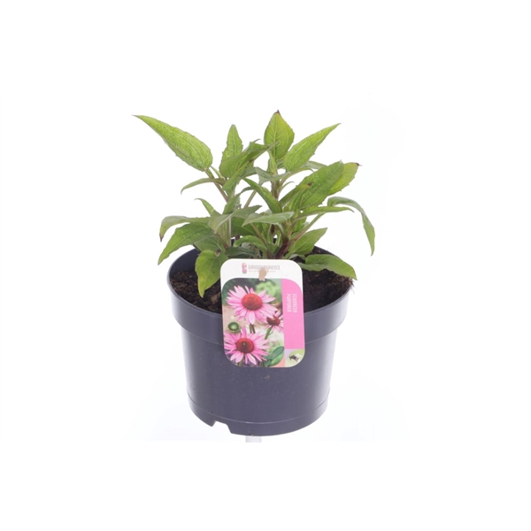 <h4>Echinacea purp. Sombrero Rose</h4>
