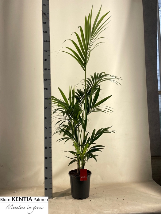 <h4>HOWEA FORSTERIANA</h4>