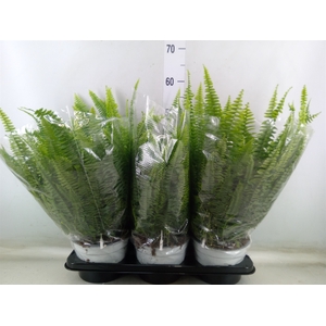 Nephrolepis exal. 'Sonata'