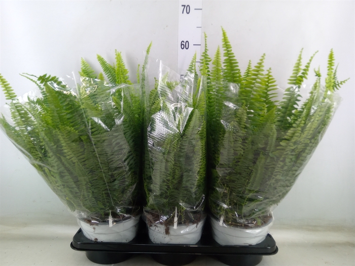 <h4>Nephrolepis exal. 'Sonata'</h4>