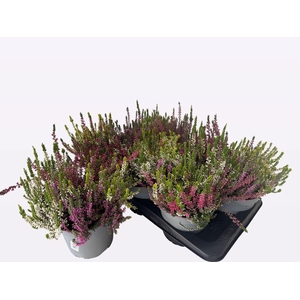 CALLU WIBOS QUATTRO