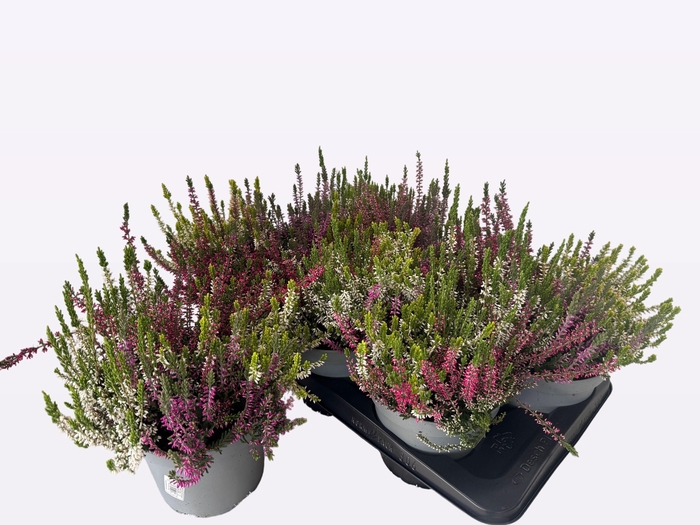 <h4>CALLU WIBOS QUATTRO</h4>
