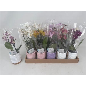 Phal Mini 2 Branches 14+ In Keramiek Pot