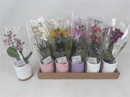 <h4>Phal Mini 2 Branches 14+ In Keramiek Pot</h4>