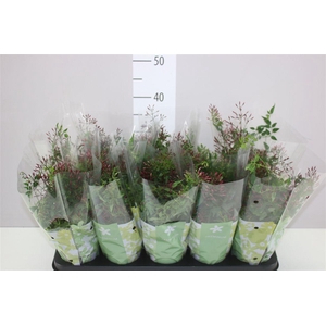 Jasminum Passion Struik 200+