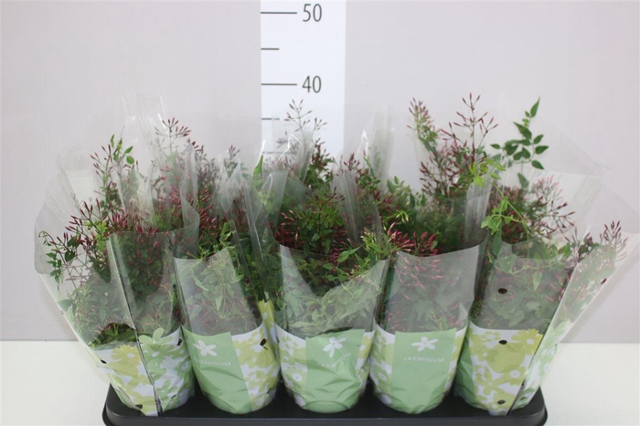 <h4>Jasminum Passion Struik 200+</h4>