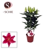 Lilium Or Starlight Express 13cm