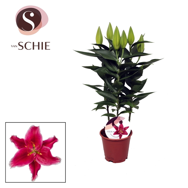 Lilium Or Starlight Express 13cm