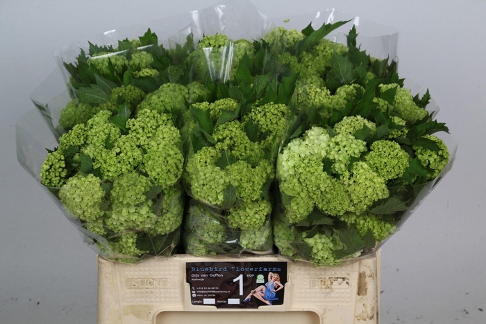 <h4>VIBURNUM ROSEUM ST</h4>