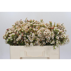 Chamelaucium Moonlight Delight