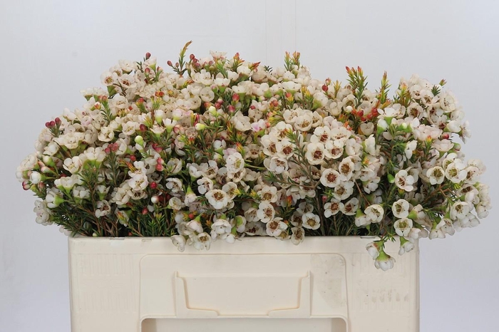 <h4>Chamelaucium Moonlight Delight</h4>