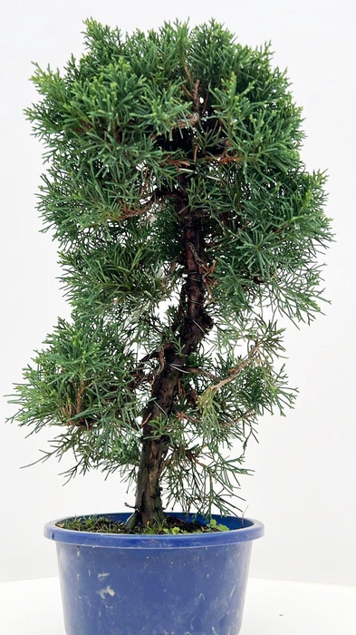 <h4>Juniperus chinensis, 15 cm, in trainingpot</h4>
